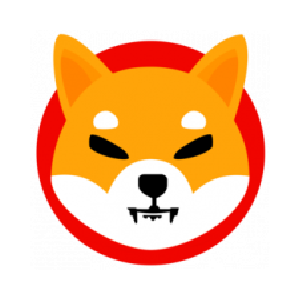 Kilo Shiba Inu